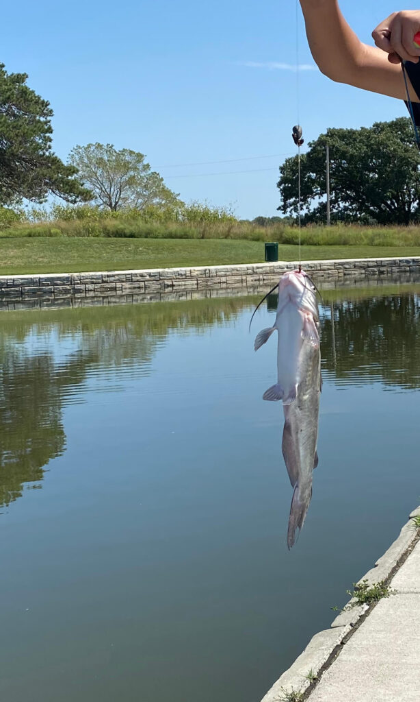 Channel Catfish