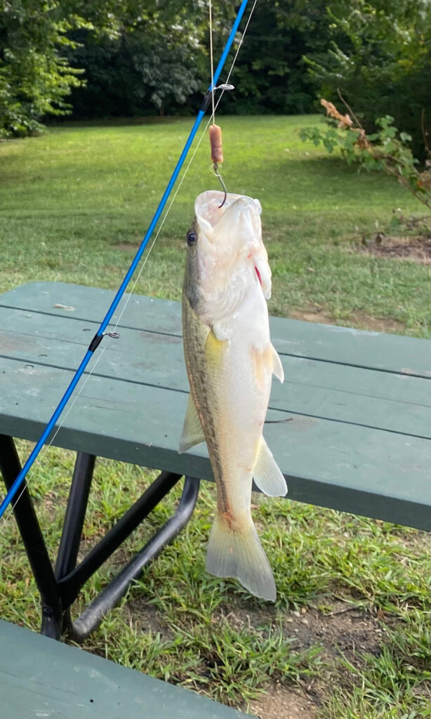 Largemouth Bass