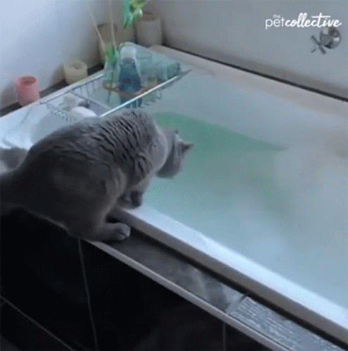 cat falling in tub