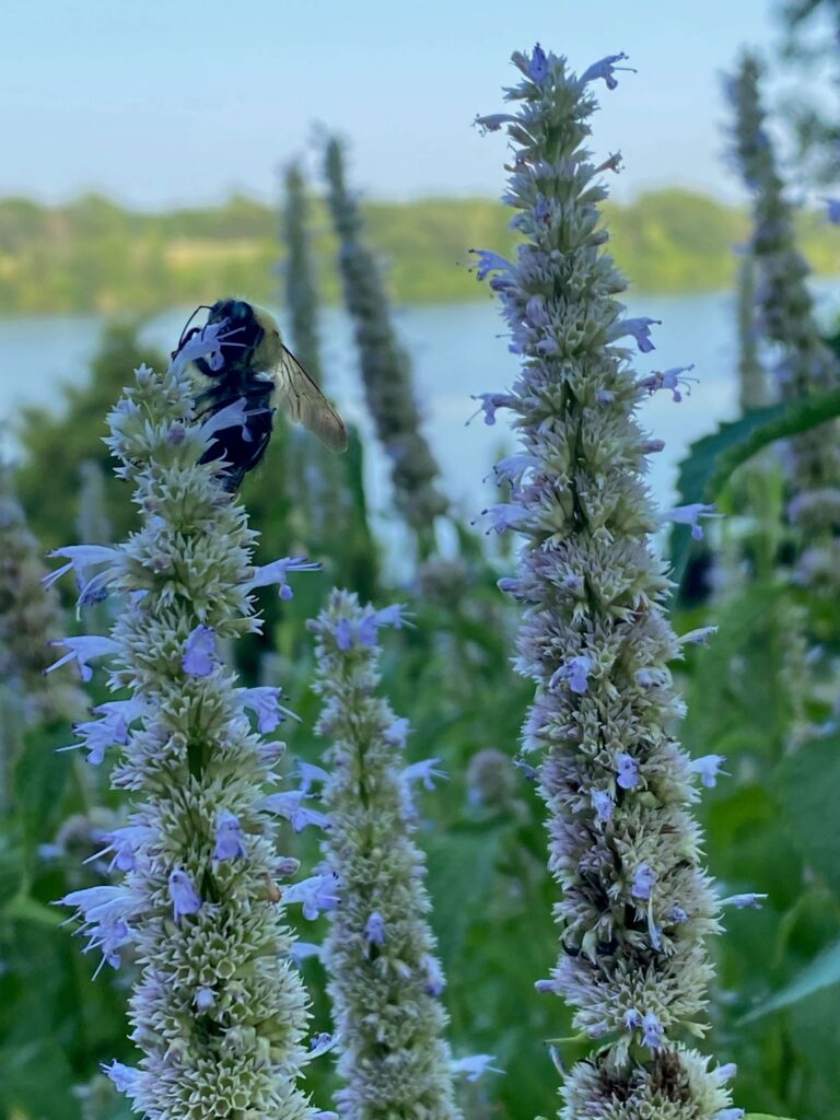 bumblebee at the lake